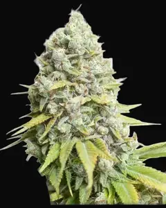 Kosher Haze