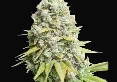 Kosher Haze