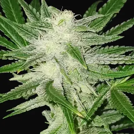 Kosher Haze — zdjęcie 3