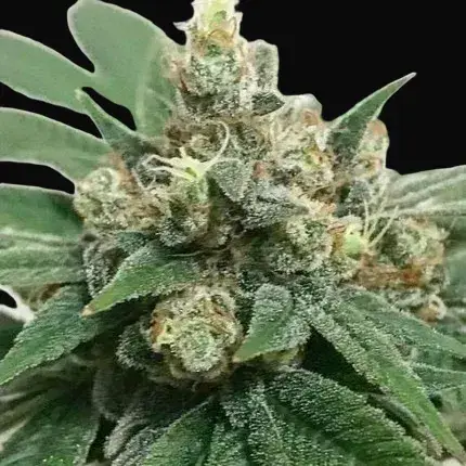 Kosher Haze — zdjęcie 5