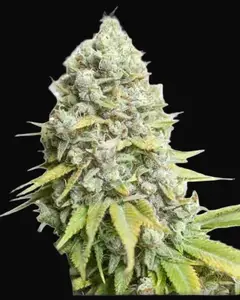 Kosher Haze Regular