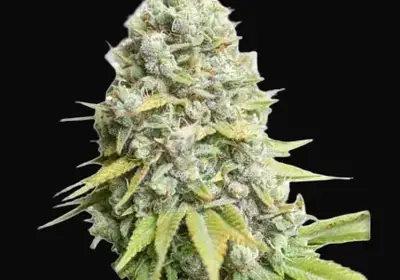 Kosher Haze Regular