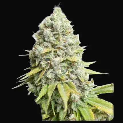 Kosher Haze Regular