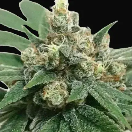 Kosher Haze Regular — zdjęcie 4