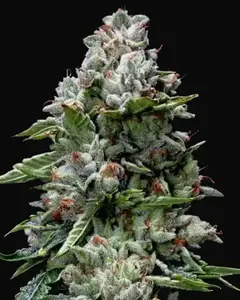 Kosher Kush