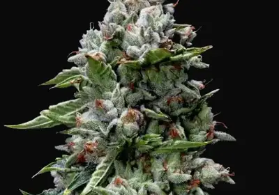 Kosher Kush