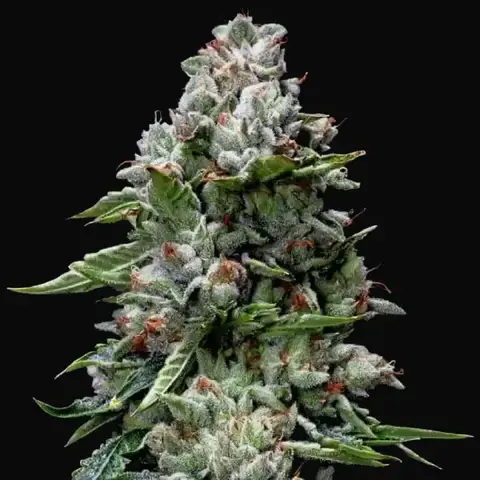 Kosher Kush