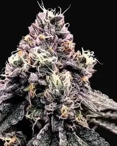 Kosher Pie