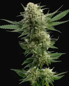 Kosher Tangie Kush