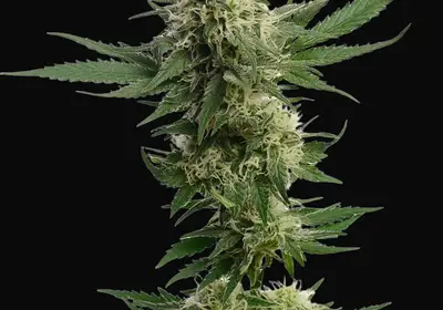 Kosher Tangie Kush
