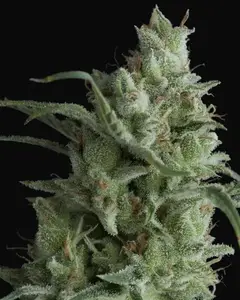 Kryptonite