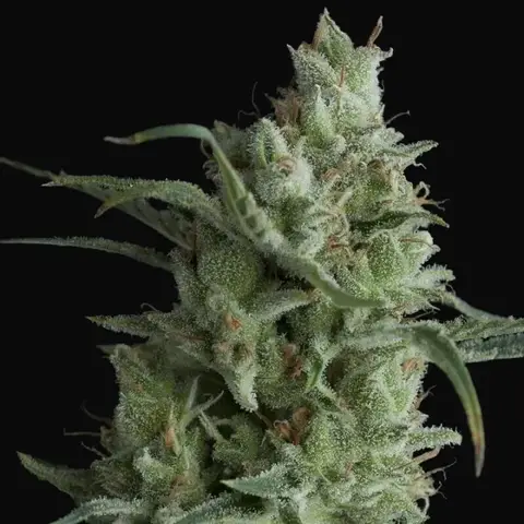 Kryptonite