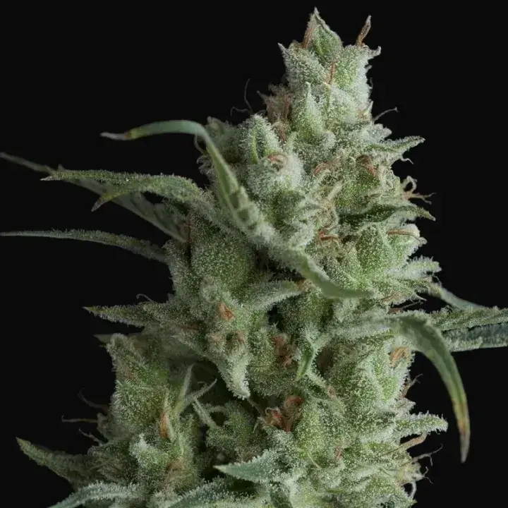 Kryptonite