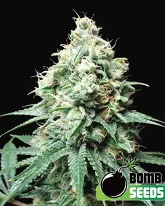 Kush Bomb