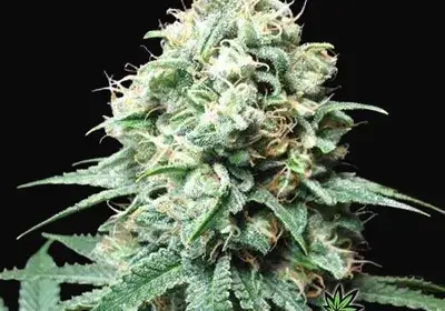 Kush Bomb