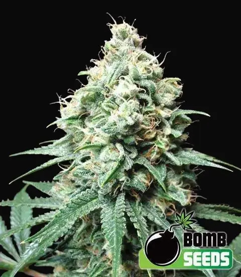 Kush Bomb