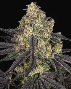 Kush Mintz