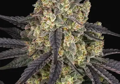 Kush Mintz