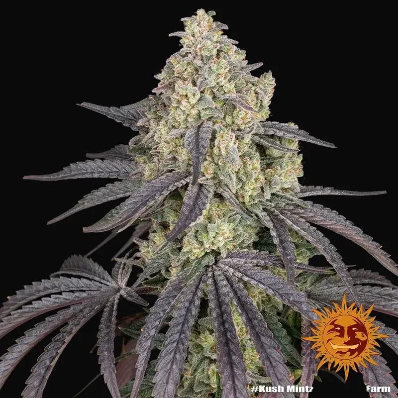 Kush Mintz — zdjęcie 4