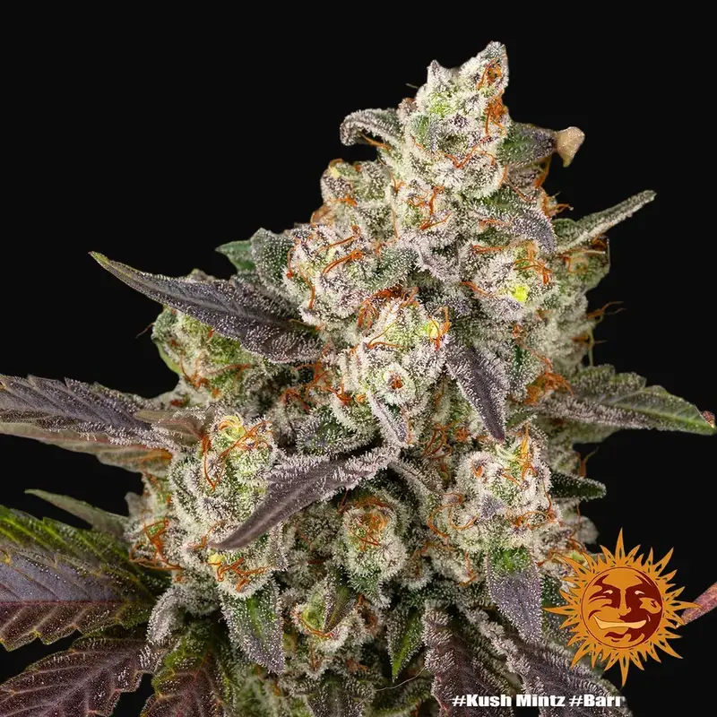 Kush Mintz — zdjęcie 2