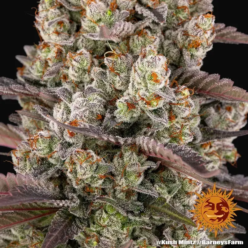 Kush Mintz — zdjęcie 3