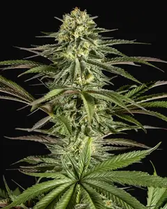Kush-n-Cheese