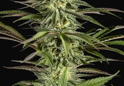 Kush-n-Cheese