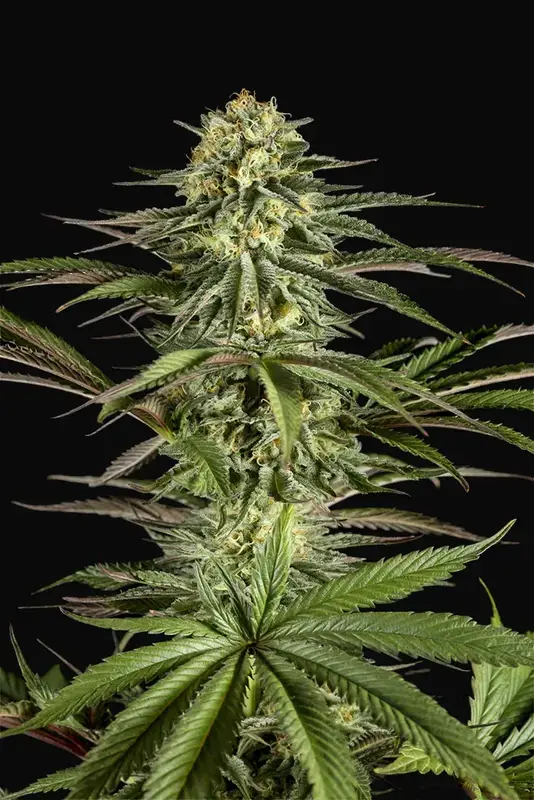 Kush-n-Cheese