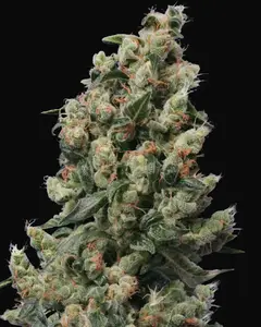 Kushage Regular