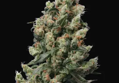 Kushage Regular