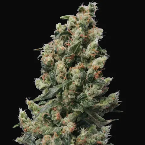 Kushage Regular