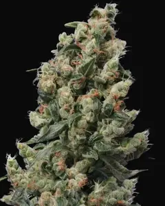 Kushage