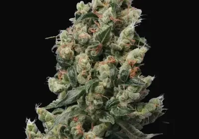 Kushage