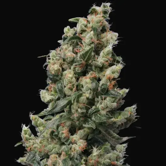 Kushage