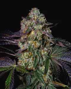 Kushmallow