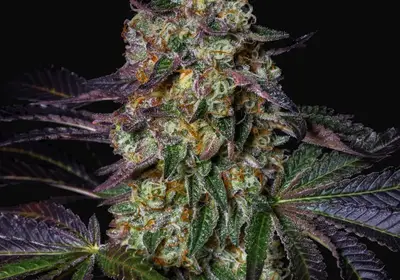 Kushmallow
