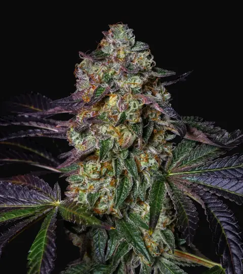 Kushmallow