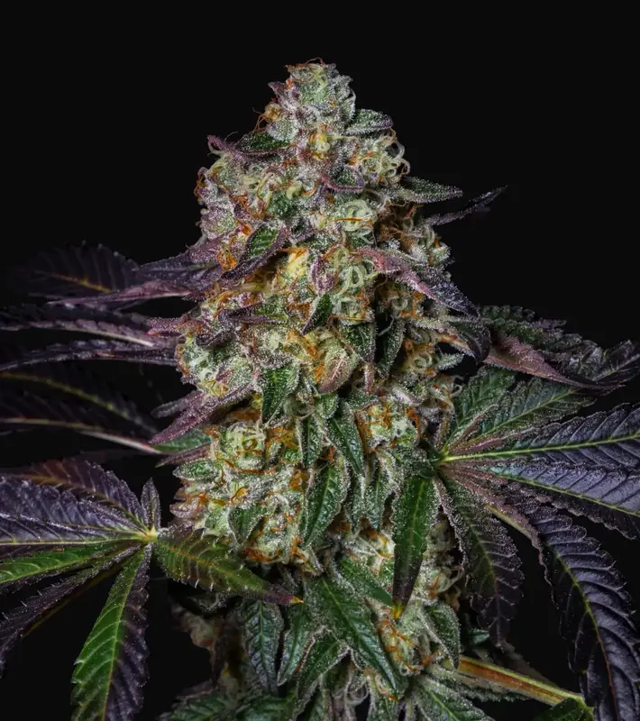 Kushmallow