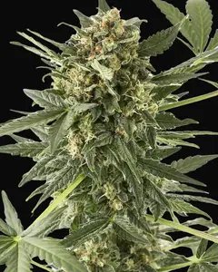 Kush'n'Cheese Auto