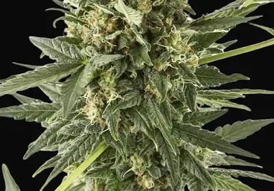 Kush'n'Cheese Auto