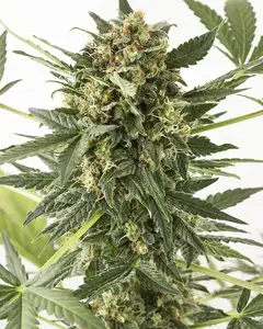 Kush'n'Cheese Auto