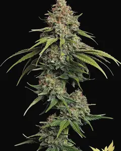 L.A. Amnesia