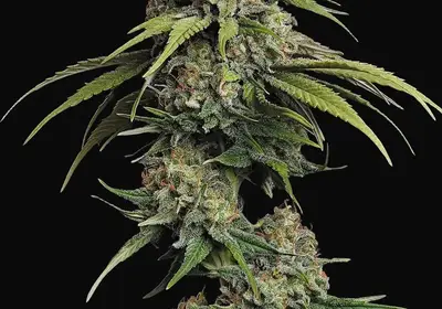 L.A. Amnesia