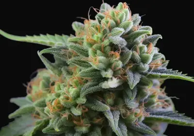 La Blanca Gold