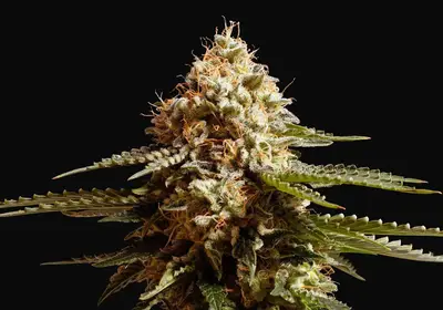 La Blanca