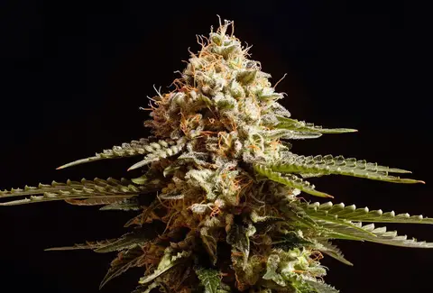 La Blanca