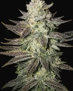 LA Cookies