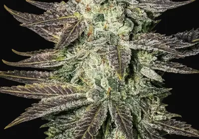 LA Cookies