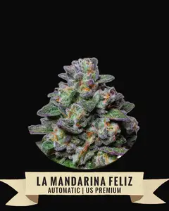La Mandarina Feliz Auto