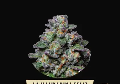 La Mandarina Feliz Auto